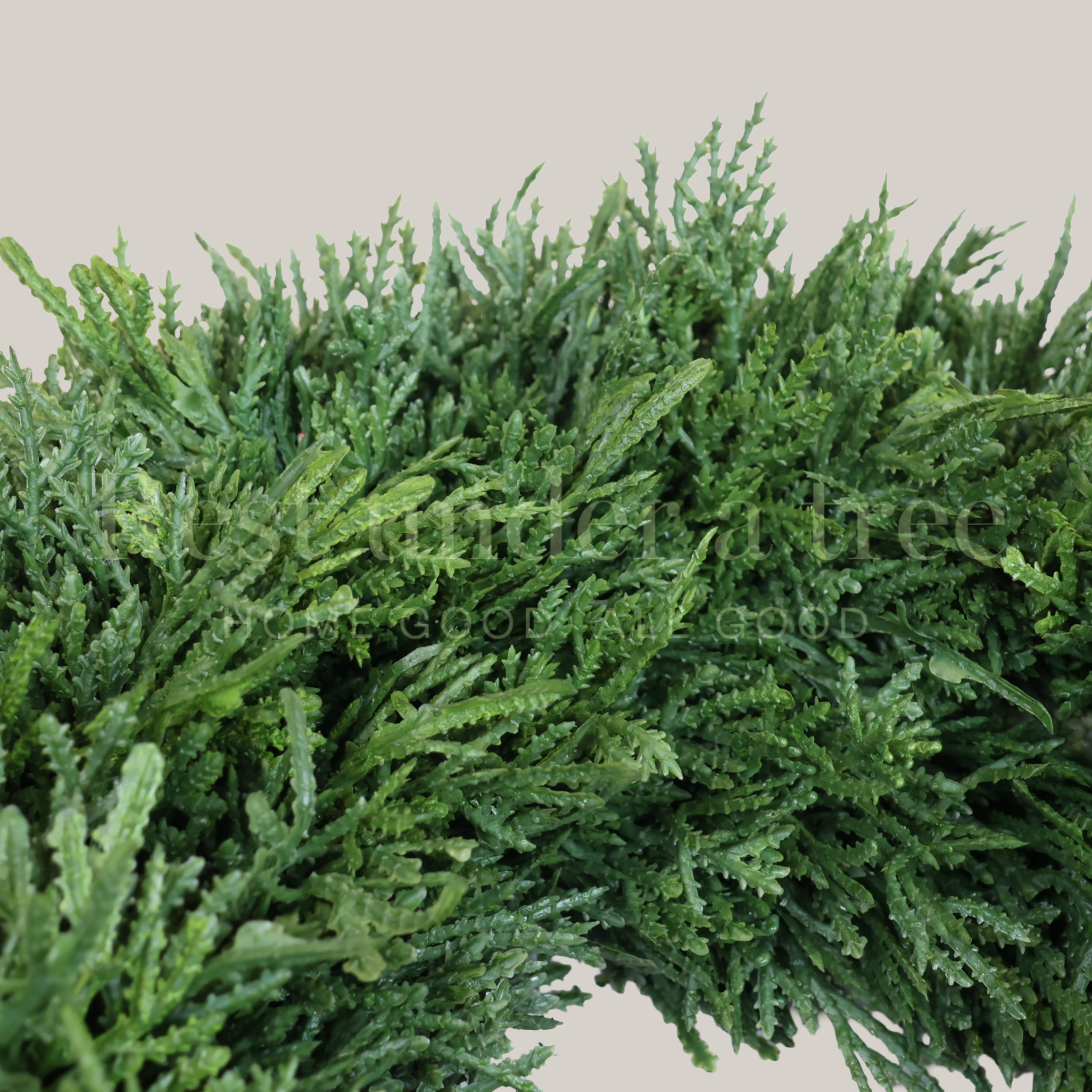 MINI Corona Base Pachona R.U.T. – 40CM